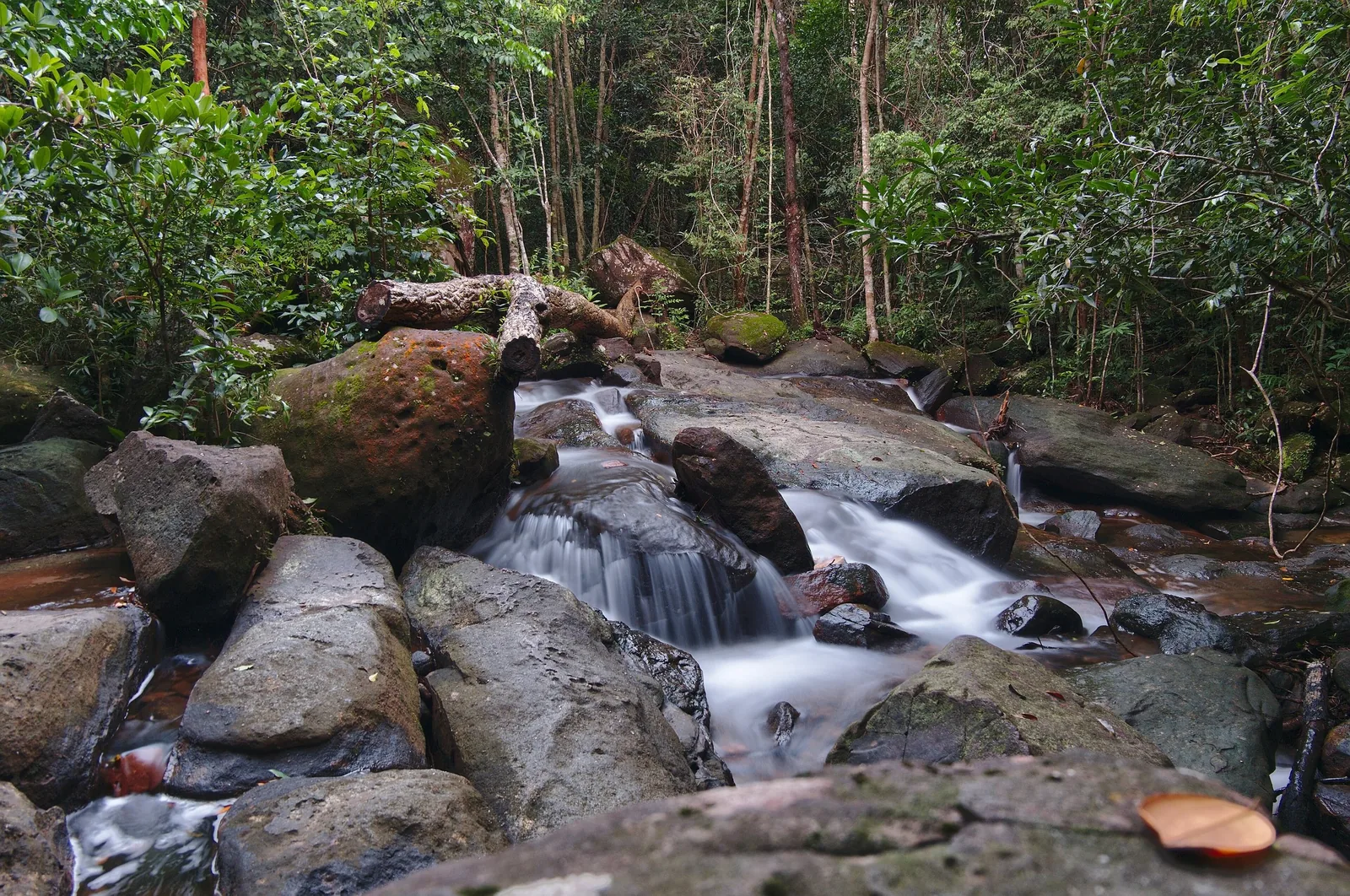A small cascading stream flows over mossy rocks in a forested area at Suoi Tranh, Phu Quoc. A small cascading stream flows over mossy rocks in a forested area at Suoi Tranh, Phu Quoc.